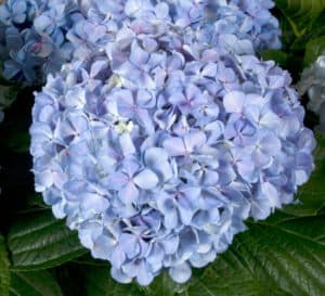 Close-up on big beautiful round Big Daddy Hydrangea flowers blue bloom head