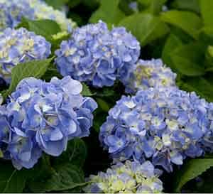 Heaps of blue to lavender Southern Living Hydrangea flower bloom heads