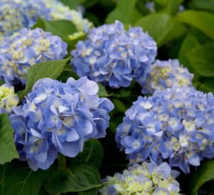 Heaps of blue to lavender Southern Living Hydrangea bloom heads