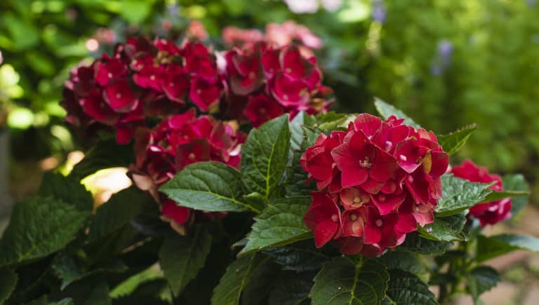 Dark red Hydrangea flowers of Heart Throb
