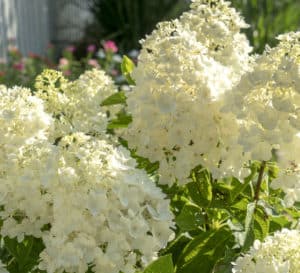 Close-up on White Wedding Hydrangea, cone-shaped blooms in white to cream to lime