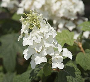 Semmes Beauty Hydrangea's delicate white blooms sit atop oakleaf-shaped foliage
