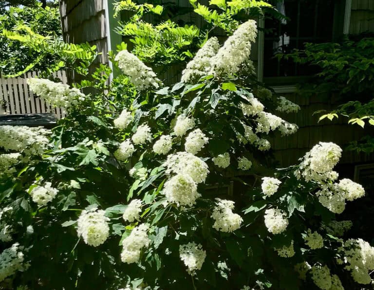 Snowcicle Oakleaf Hydrangea in the landscape