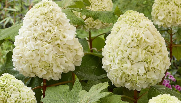 Large white blooms heads on Tara Hydrangea flowers rise above green oak leaf shaped foliage