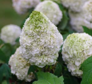 Large white tightly formed Hydrangea bloom head of Tara Hydrangea from Southern Living Plant Collection