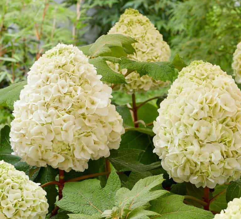 tara Hydrangea flowers close