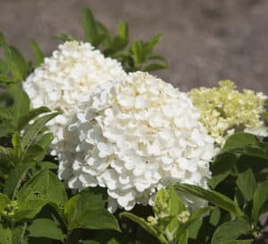 Close-up on White Wedding Hydrangea, cone-shaped blooms in white to cream to lime