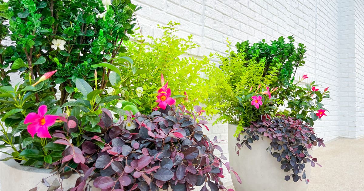 Image of two planters with Southern Living plant varieties, designed by Contained Creations