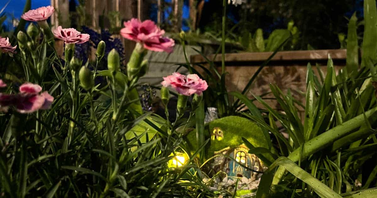 First® Raspberry Surprise Dianthus