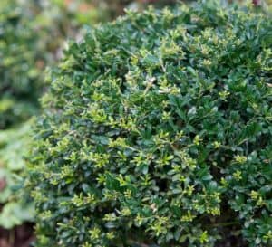 Tiny green leaves of Low Rider Holly crenata at close-up