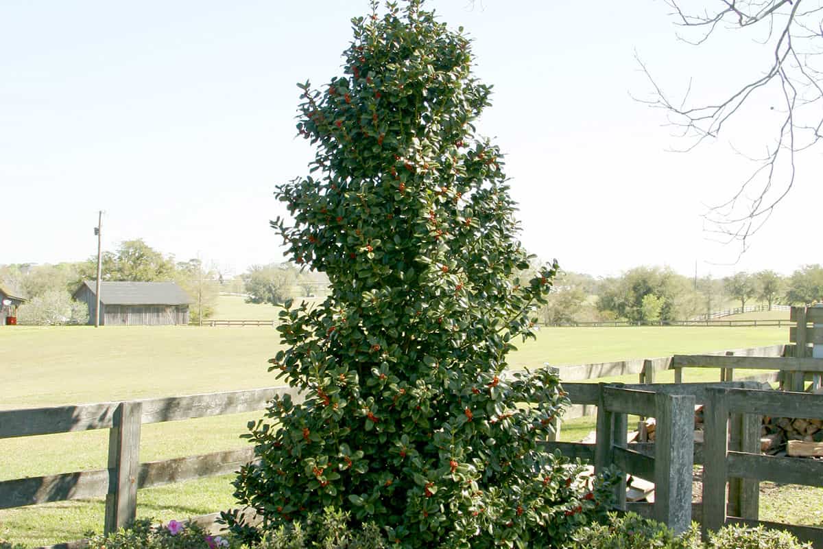 Ilex Robin Landscape MG 1305 1200x630
