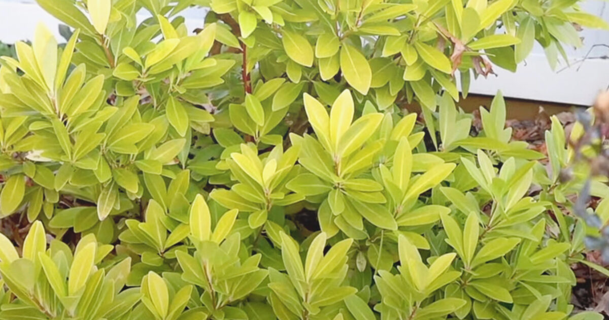 The sunshine yellow leaves of Florida Sunshine Illicium