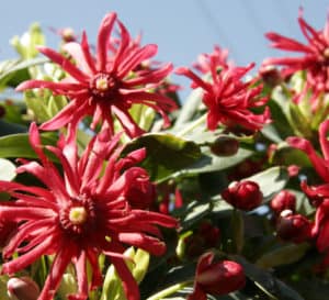 Scarlet Illicium, bright red flowers with yellow centers