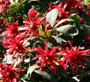 Scarlet Illicium, bright red flowers with yellow centers
