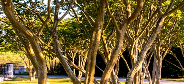 JDS 100506 2019 600x273px