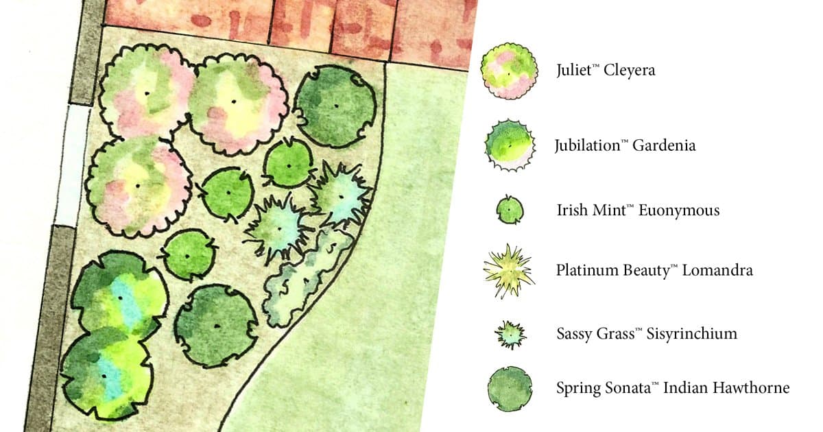 Juliet Cleyera in Foundation Planting