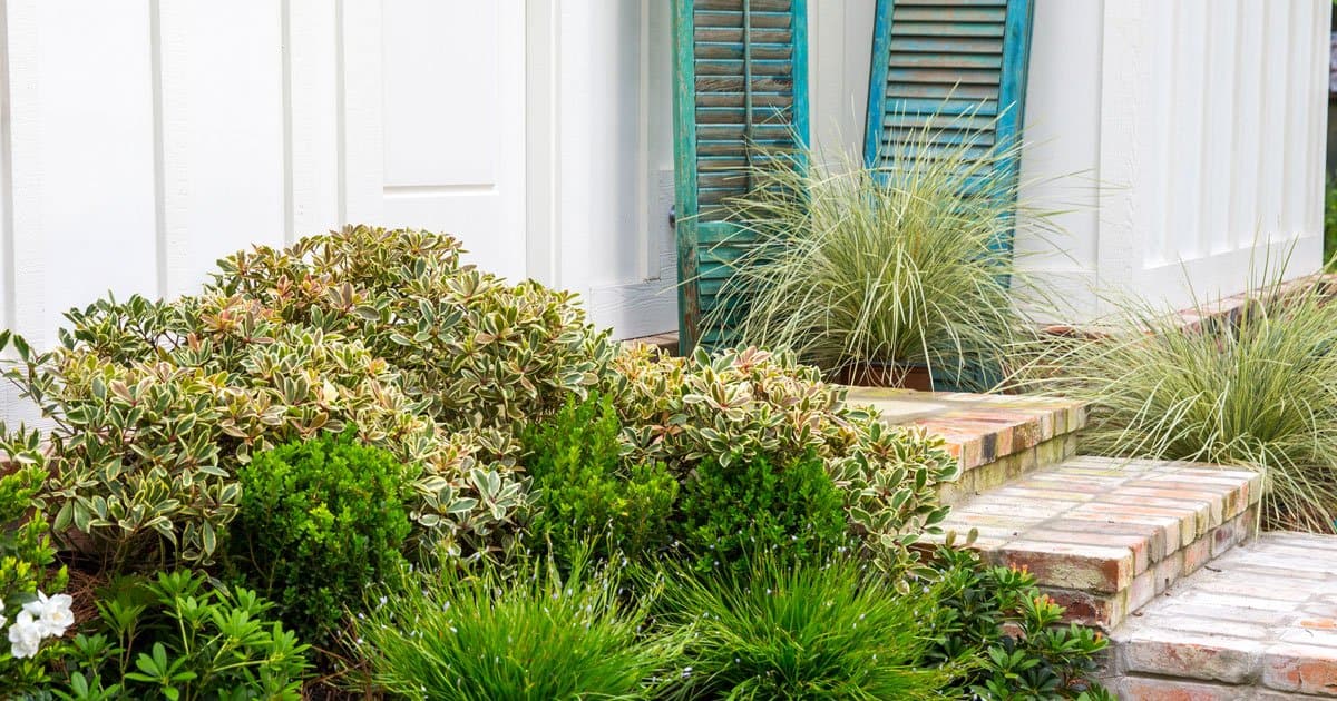 Juliet Cleyera in a Landscape with Jubilation Gardenia