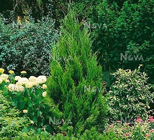 Small juniper in flower garden