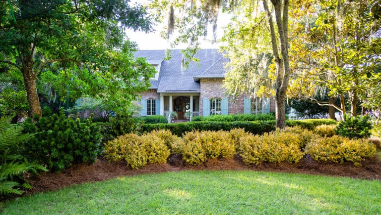 dwarf, variegated, semi-evergreen shrub. Emerging bright yellow and lime-green in spring, its glossy oval leaves turn golden yellow in summer before taking on glowing orange and fiery red hues in fall.