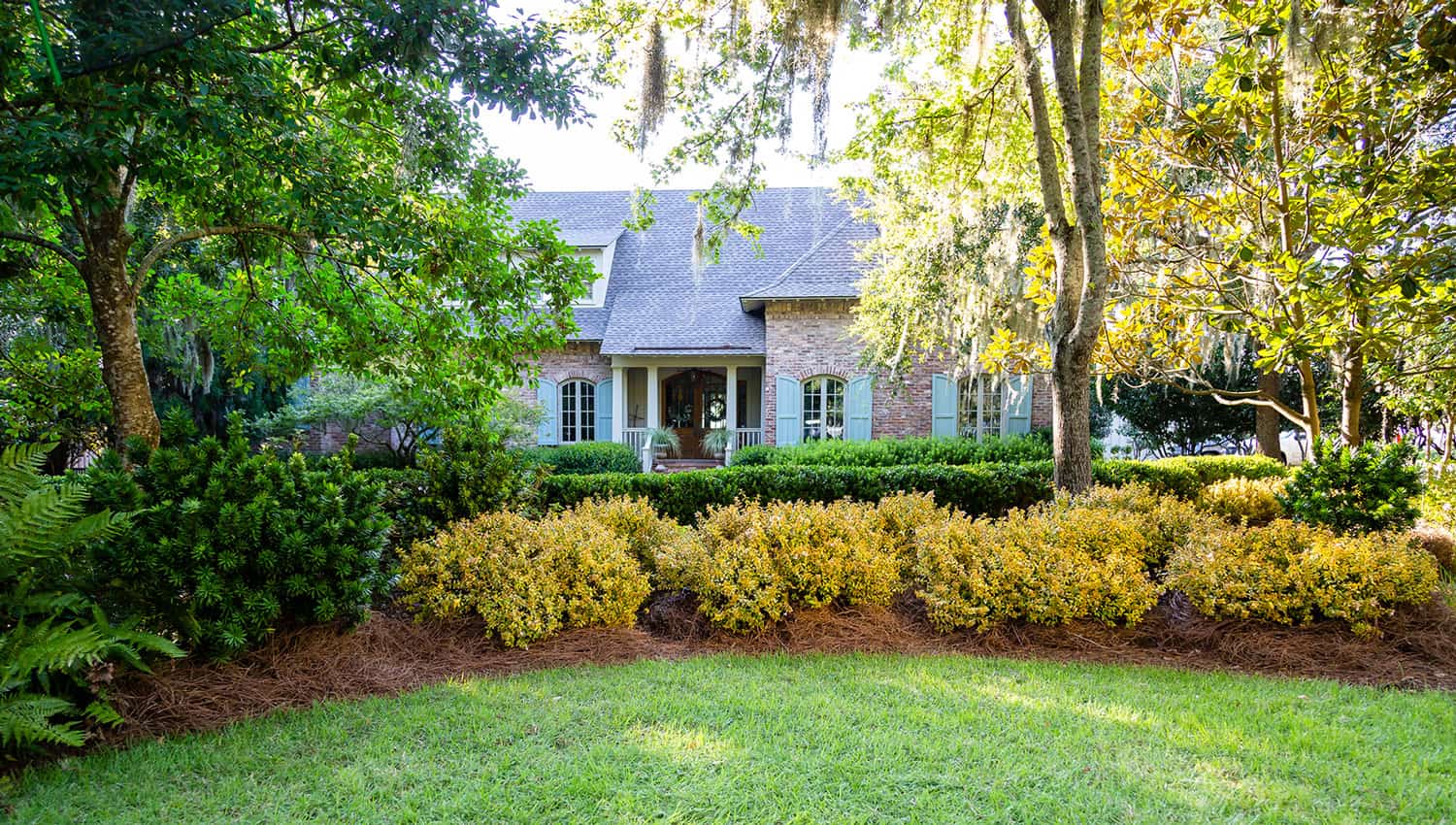 dwarf, variegated, semi-evergreen shrub. Emerging bright yellow and lime-green in spring, its glossy oval leaves turn golden yellow in summer before taking on glowing orange and fiery red hues in fall.