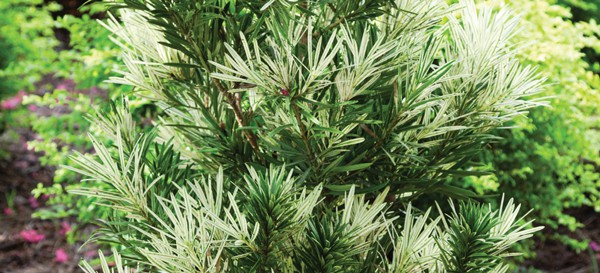 Mood ring with new growth