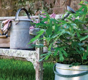 Dark green leaves with pink flowers in silver tin planter