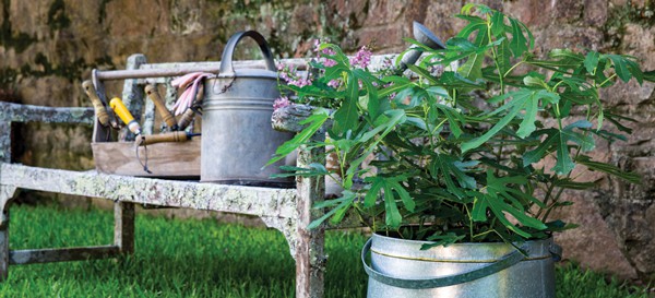 Kim 7 Tall and Slender Shrubs for Tight Spaces 6 Little Miss Figgy