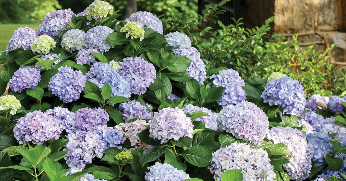 Heaps of blue to lavender Southern Living Hydrangea bloom heads