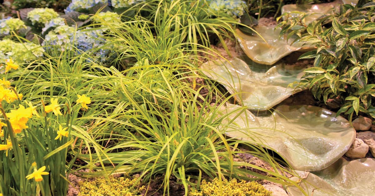 Everillo EverColor Carex plants in a water garden