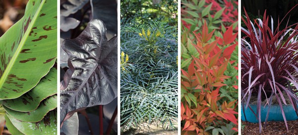 Colage of evergreen shrubs