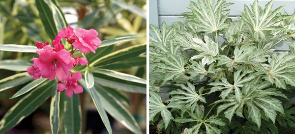 Colage of evergreen shrubs