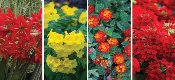 Colage of Yellow and Red flowers