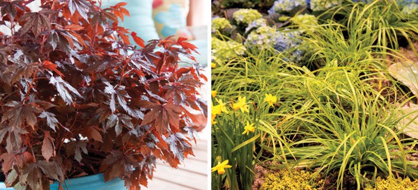 Autumn Fern in blue container and Lydia tecoma