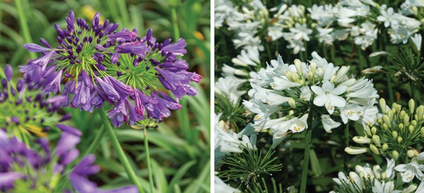 Purple and white flowers