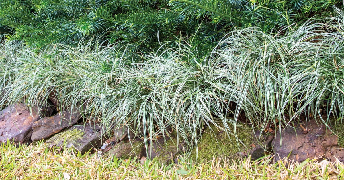 Everillo planted in garden bed with stones