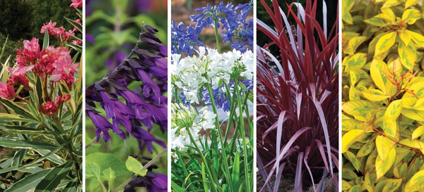 Kim Overwinter Tender Perennials Article Image 2