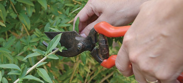 Trimming branches