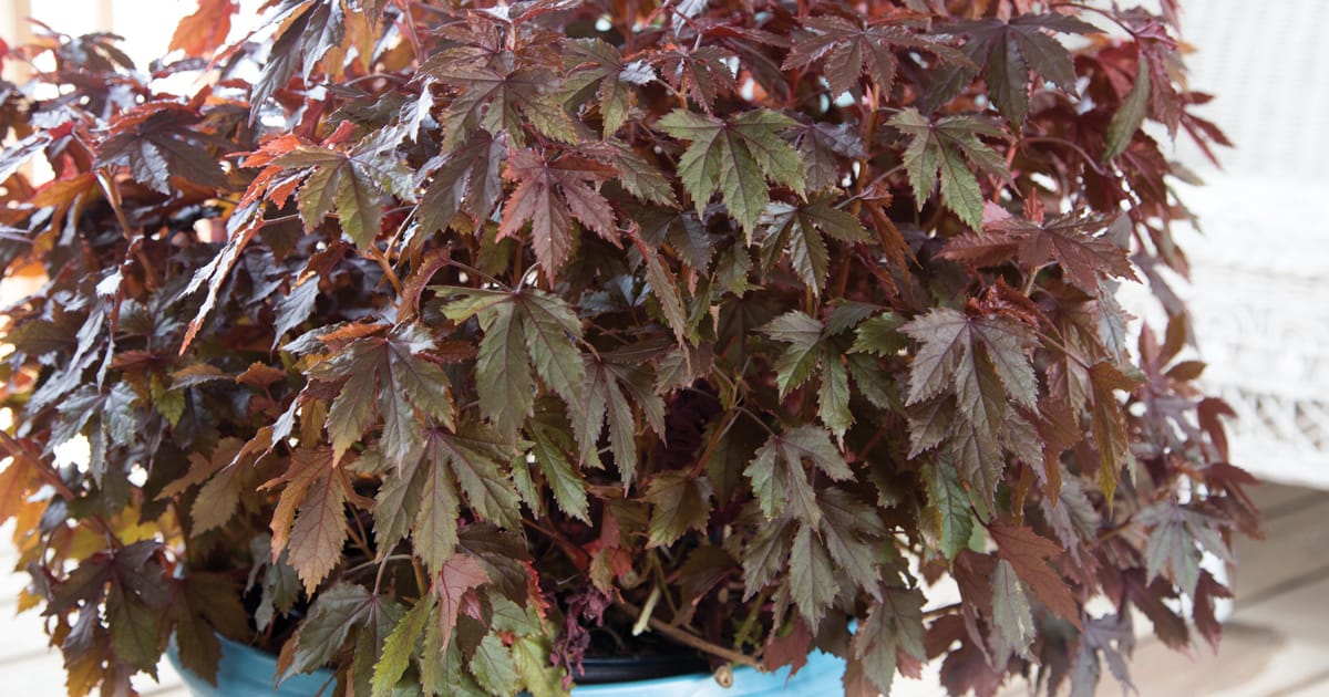 Autumn Fern in blue container
