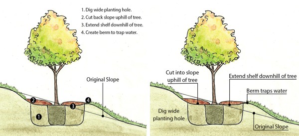 Kim Planting Trees on a Slope Diagram 1