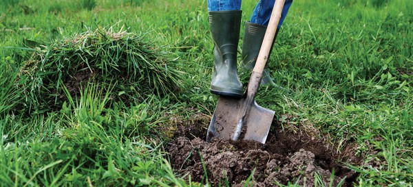 Kim Planting Trees on a Slope Digging a Hole