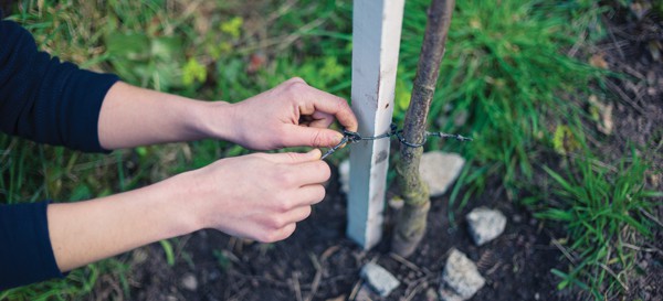 Kim Planting Trees on a Slope Staking Tree