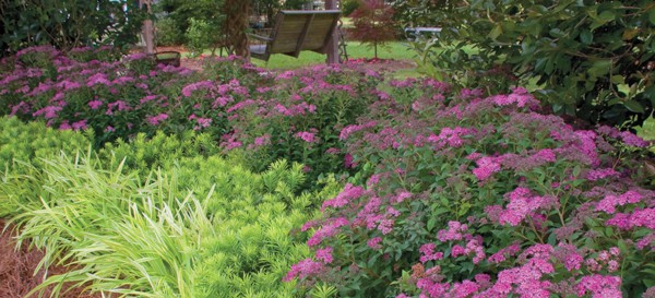 Little Bonnie Spiraea, light purple with light green leaves