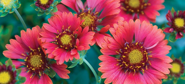 Celebration Gaillardia