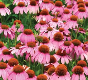 A field of Crazy Pink Echinacea flowers in bright pink with pink-orange-brown cones