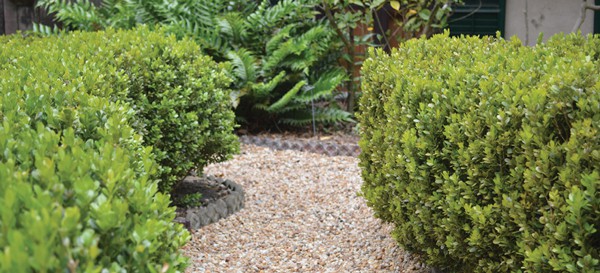 Boxwoods lining walkway