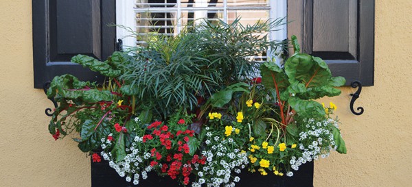 Colage of evergreen shrubs with white and red and yellow flowers in window sill