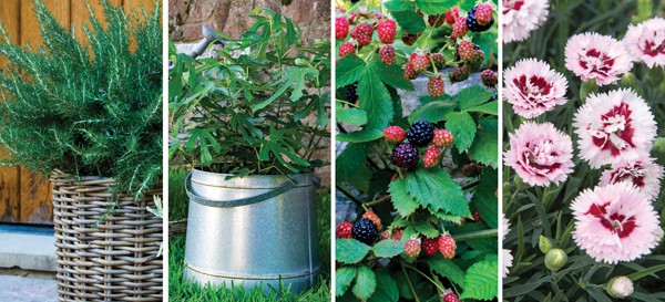 Collage of Little Miss Figgy Dwarf Fig and Prime-Ark Freedom Thornless Blackberry