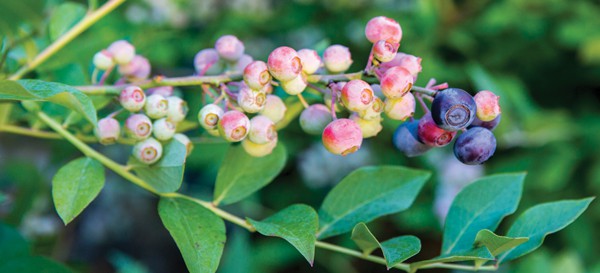 Takes the Cake DownHome Harvest Blueberry with many large berries on green foliage