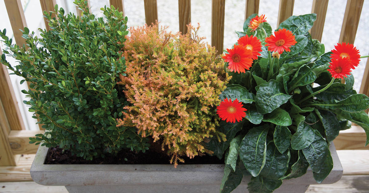 Fire Chief Arborvitae paired with Boxwood and Gerbera Daisy in a cement container