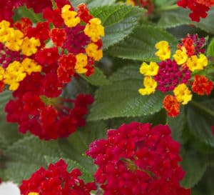 Firestorm Lantana with clusters of red blooms and dark green foliage